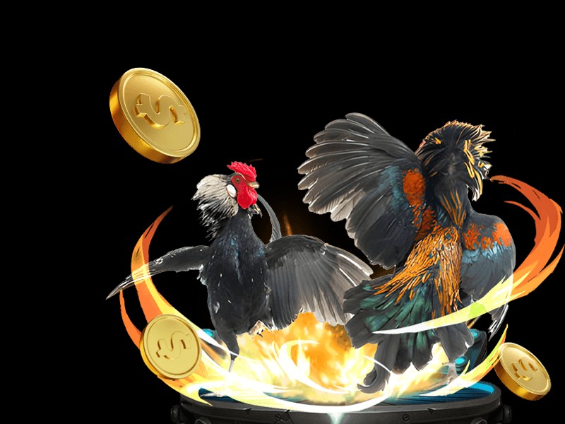 Hoàn trả hàng ngày cho Đá gà